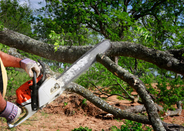 Best Root Management and Removal  in Unadilla, GA